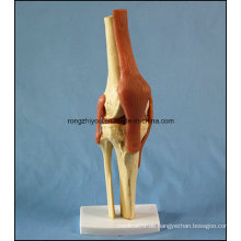 Menschliches anatomisches Kniegelenkmodell mit Bändern mit Ce / TUV Zertifikat
